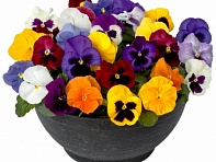 Виола Виттрока (Delta Pro F1)