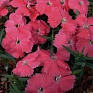 Гвоздика китайская (Dianthus chinensis)