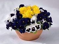 Виола виттрока