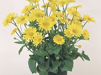 Дороникум восточный (Little Leo)