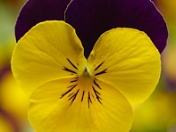 Виола рогатая (Deltini F1)