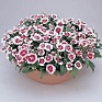 Гвоздика китайская х турецкая (Dianthus chinensis x barbatus)