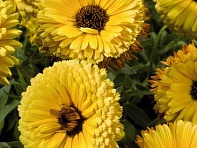 Календула лекарственная (Touch of Red)