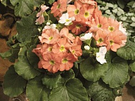 Примула обратноконическая (Libre F1)