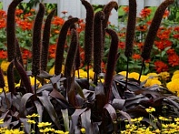 Перистощетинник сизый