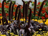 Перистощетинник сизый (Copper Prince)