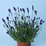 Лаванда узколистная (Lavandula angustifolia)