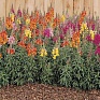 Львиный зев (Антирринум) большой (Antirrhinum majus)