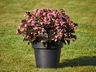 Бегония гибридная (бронзовая листва) (Sensacia F1)