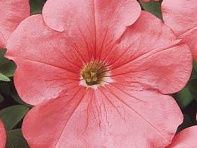 Петуния многоцветковая (Mirage F1)