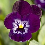 Виола рогатая (Viola cornuta)