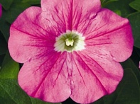 Петуния ампельная гибридная