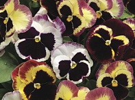 Виола Виттрока