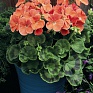 Герань (пеларгония садовая) (Pelargonium x hortorum)