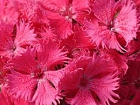 Гвоздика турецкая (Bouquet F1)