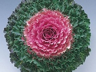 Декоративная капуста (Songbird F1)