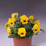 Виола рогатая (Viola cornuta)