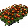 Бархатцы отклоненные (Tagetes patula) Бархатцы отклоненные (Tagetes patula)