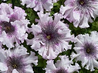 Петуния крупноцветковая (Чехия) превосходнейшая (Alba)