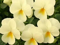 Виола рогатая (Velour) Виола рогатая (Velour)