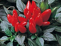 Перец летний (Salsa)