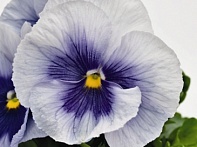 Виола виттрока