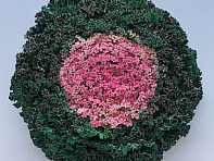 Декоративная капуста (Kamome F1)