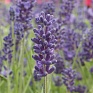 Лаванда узколистная (Lavandula angustifolia)