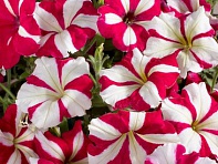 Петуния многоцветковая (Celebrity F1)