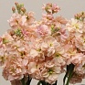 Левкой седой (Matthiola incana)
