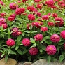 Цинния мариландская (Zinnia marylandica)