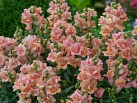 Львиный зев (Антирринум) махровый (Twinny F1)