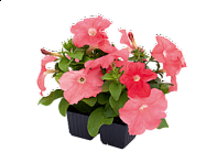 Петуния многоцветковая (генетически компактная) (Boom HD F1)