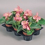 Бегония вечноцветущая (зеленая листва) (Begonia semperflorens)