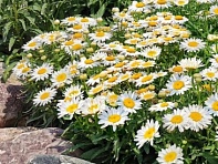 Нивяник превосходный (Madonna F1)