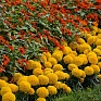 Бархатцы прямостоячие (Tagetes erecta)
