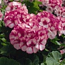 Герань (пеларгония садовая) (Pelargonium x hortorum)