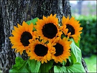 Подсолнечник летний (Magic F1)