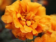 Портулак крупноцветковый (Sunnyside)