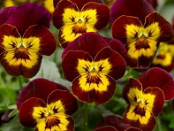 Виола рогатая (Penny F1)