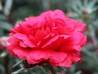 Портулак крупноцветковый (Sunnyside)