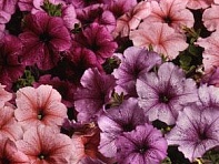 Петуния многоцветковая (Mirage F1)