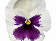 Виола Виттрока