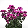 Гвоздика турецкая (Dianthus barbatus)