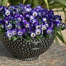 Виола рогатая (Viola cornuta)