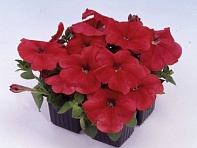 Петуния многоцветковая (генетически компактная) (Mambo GP F1) Петуния многоцветковая (генетически компактная) (Mambo GP F1)