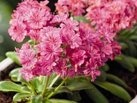 Левизия (Elise)