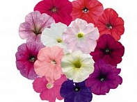 Петуния ампельная гибридная