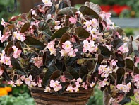 Бегония гибридная ампельная (бронзовая листва) (Ikon F1)