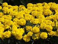 Бархатцы отклоненные (Happy)